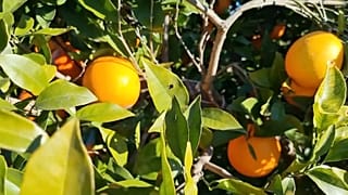 Plantación de naranjas en Valencia, España