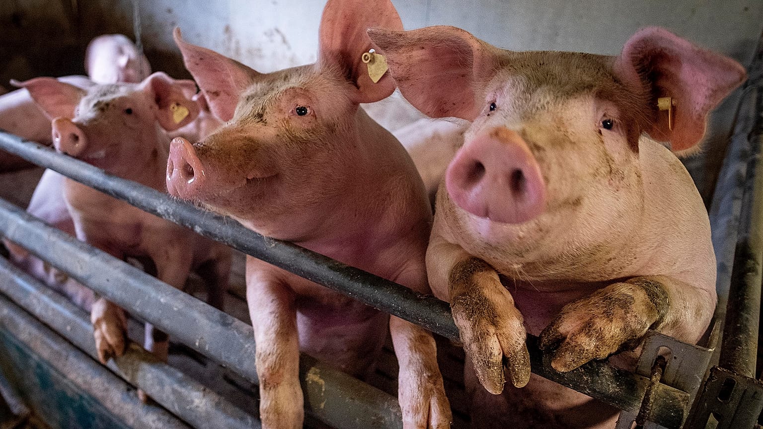 Mastschweine in einem Betrieb im deutschen Harheim