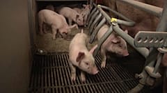 España y Alemania son los países más afectados por la crisis del sector porcino en la Unión Europea