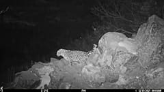 Leopardo-do-extremo-oriente avistado na Rússia  