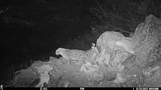 Leopardo-do-extremo-oriente avistado na Rússia  