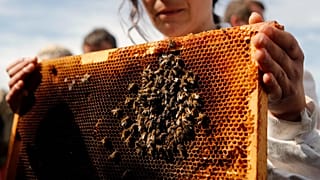 Грузинский мёд: проблемы и перспективы