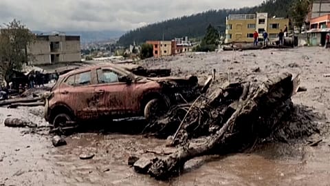 Tree trunk and debris over mud