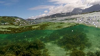 Il riscaldamento globale condanna la barriera corallina