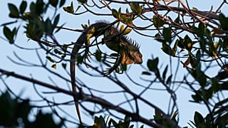 An iguana lies draped on a tree limb as it waits for the sunrise, Jan. 22, 2020, in Surfside, Florida.