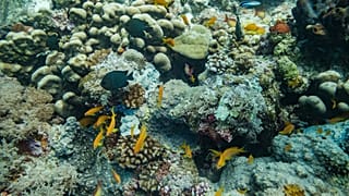 Recife de coral em Matemwe, Zanzibar