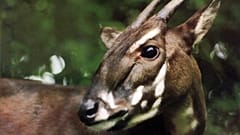Saolas are the most endangered animals in the world.