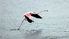 Flamingo