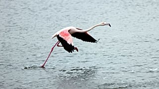 Flamingo