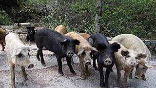 خنازير في البرية.  