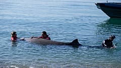 A rescue team of divers and vets had attempted to care for a whale calf.