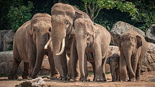 Members of the Asian elephant herd at Chester Zoo.