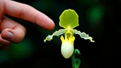 Over 5,000 blooms are on display at Kew Garden's Orchid 2022 festival
