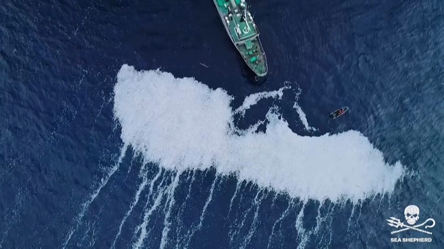 La marea gris de peces muertos en el Atlántico 