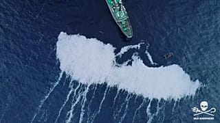 La marea gris de peces muertos en el Atlántico