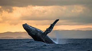 Activists are campaigning to make whaling illegal.