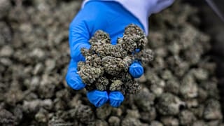Orvosi kannabiszgyártás Izraelben