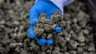 An Israeli worker holds medical cannabis, at UNIVO Pharmaceuticals in the coastal city of Ashkelon, Israel, Jan. 16, 2022. 