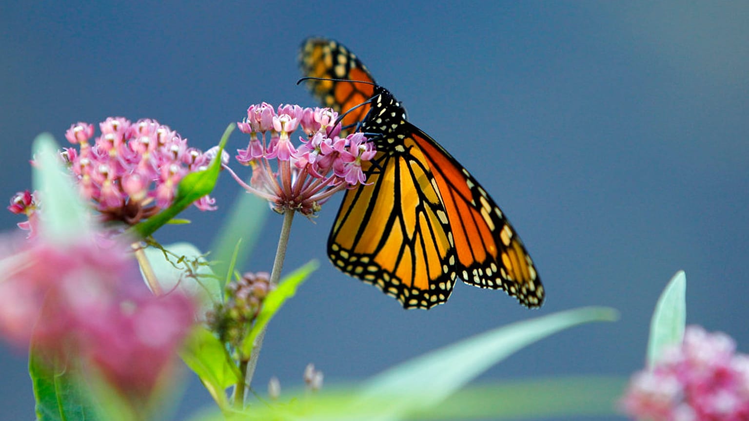 Monarch butterfly