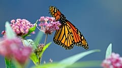 Monarch butterfly