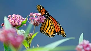 Monarch butterfly