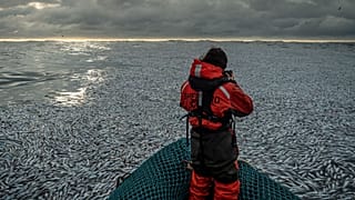 A floating carpet of blue whiting off the French coast on the Atlantic Ocean.