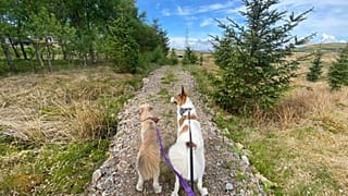 The environmental impact of dog poo is going under the radar, a new study suggests.
