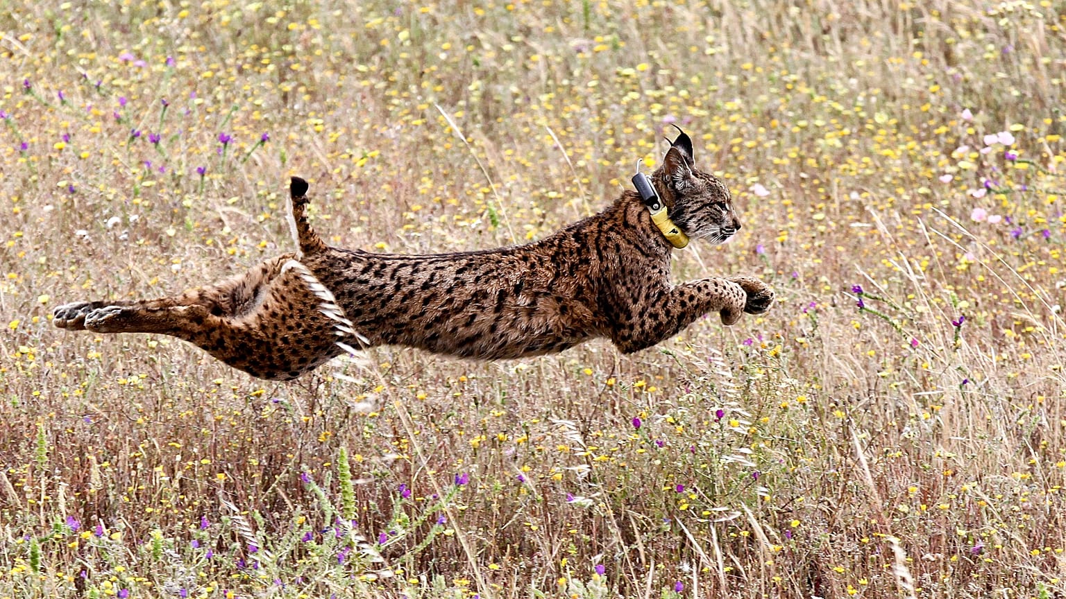 Algarve: Der Luchs ist zurück