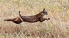 Algarve: Der Luchs ist zurück