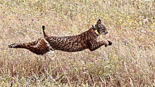 Lince Ibérico (imagem de arquivo)