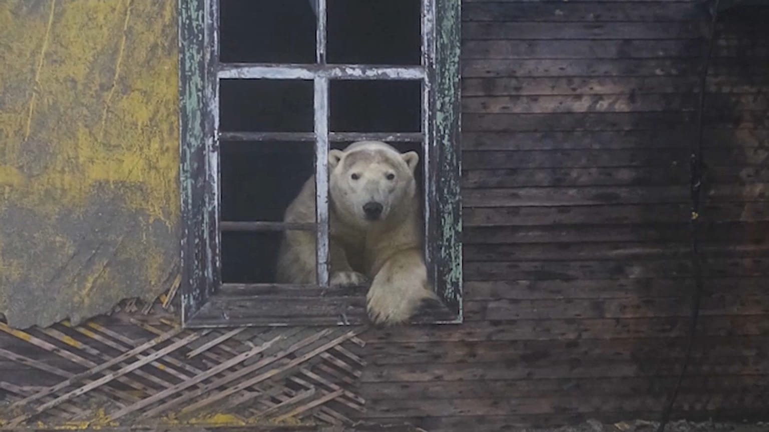 Schnappschuss von der Eisbären-Insel Koljutschin
