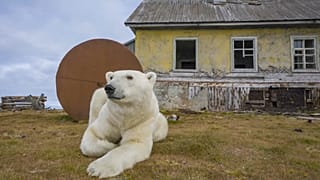 Imágen de un oso polar en una casa en la isla de Koliuchin, Rusia.