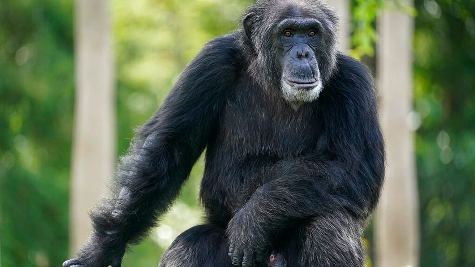 Schimpanse im Zoo von Miami, 15.09.2020