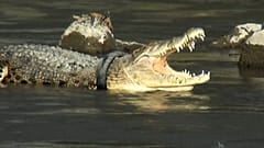 Krokodil nach 5 Jahren von Motorrad-Reifen befreit
