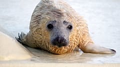Fókabébi-boommal indult az év Helgoland szigetén