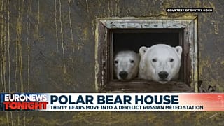 Thirty bears play house in the Russian arctic