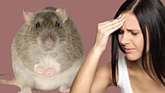 Two cases of Lassa fever have been detected in the UK, the first cases in the country for over a decade.
