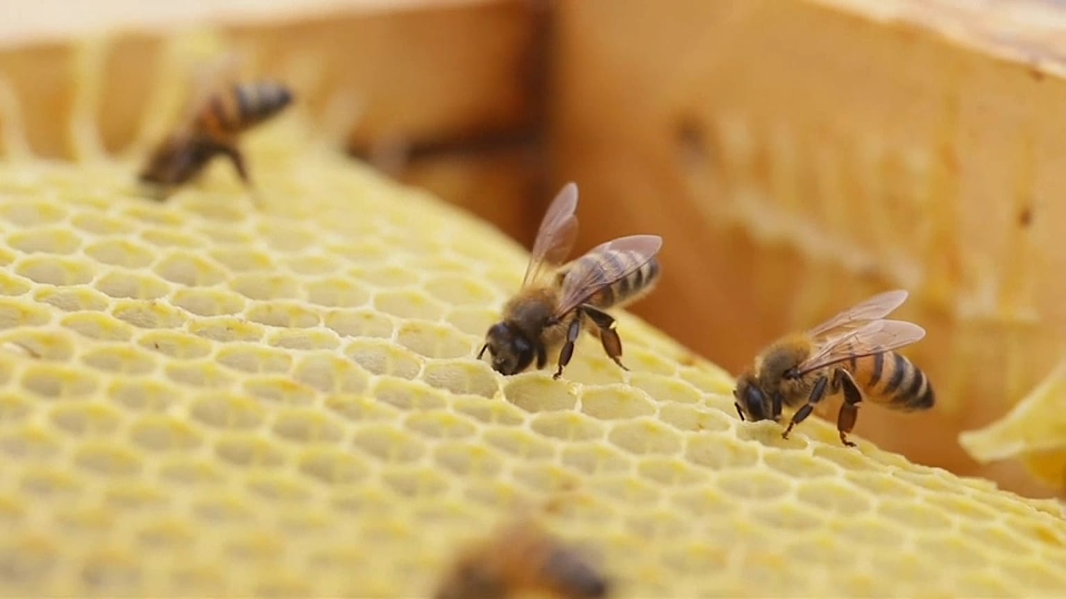 Abejas en una colmena artificial en Chile