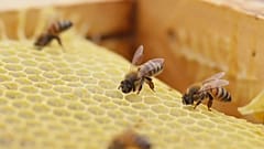 Abejas en una colmena artificial en Chile