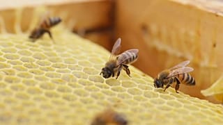 Abejas en una colmena artificial en Chile
