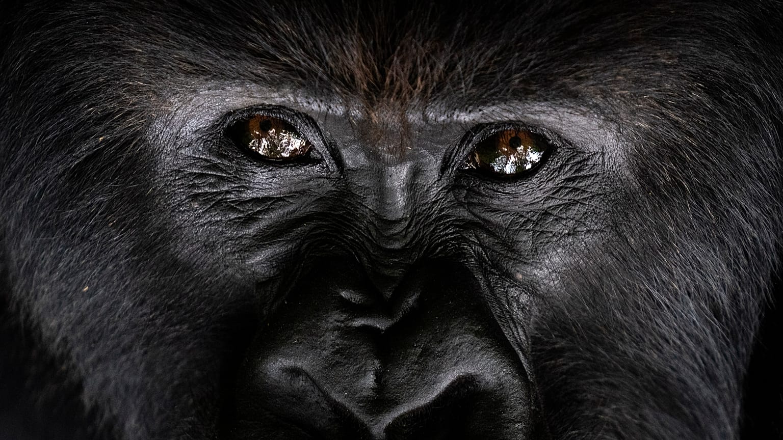 Primates could soon be recognised fundamental rights in Basel-Stadt. 
