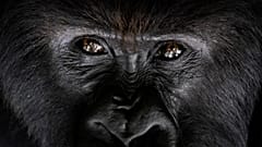 Primates could soon be recognised fundamental rights in Basel-Stadt. 