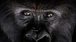 Primates could soon be recognised fundamental rights in Basel-Stadt. 
