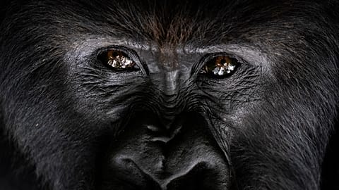 Primates could soon be recognised fundamental rights in Basel-Stadt. 