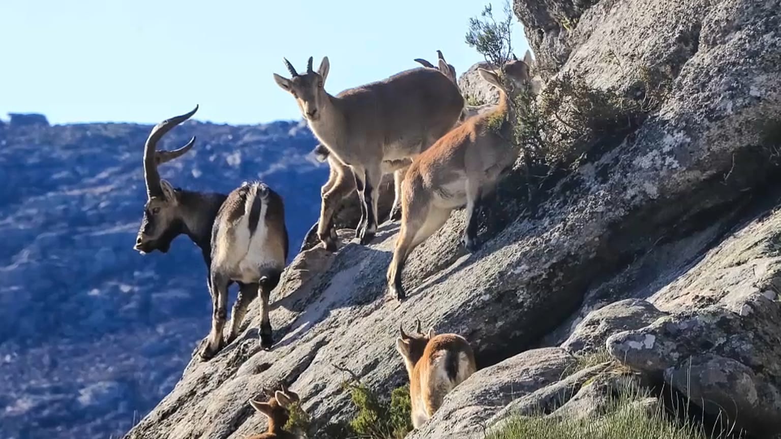Cabras montesas no Gerês são procuradas por suas cabeças para venda em mercado negro, apesar de serem espécie protegida.