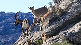 Cabras montesas no Gerês são procuradas por suas cabeças para venda em mercado negro, apesar de serem espécie protegida.