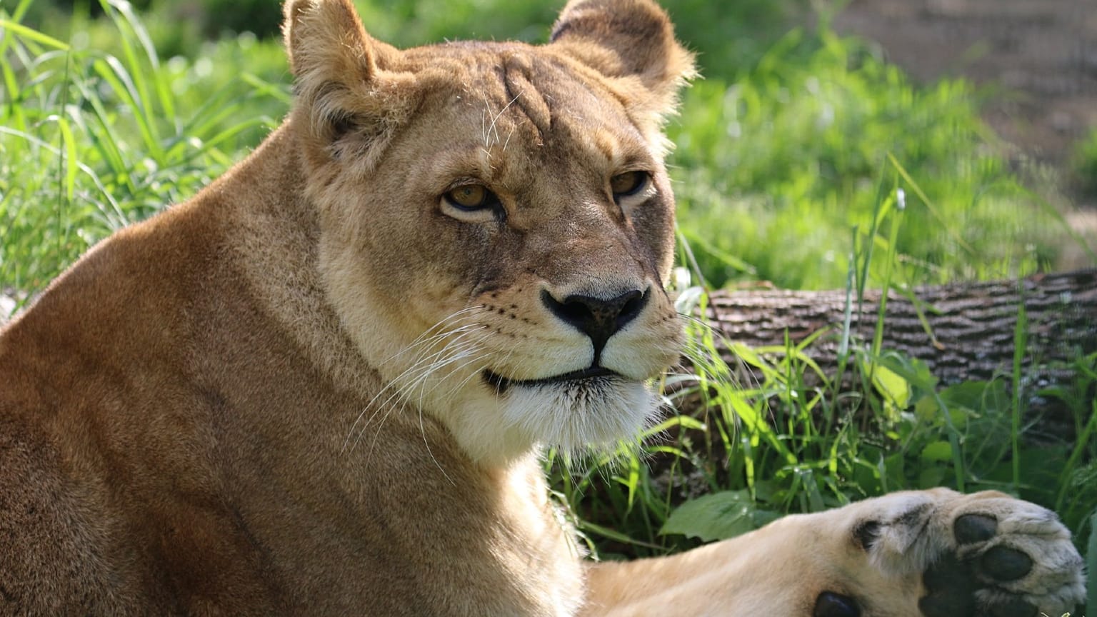 One of the lions, Angela 