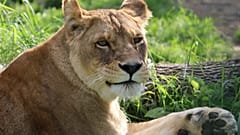 One of the lions, Angela 