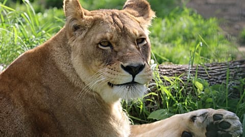 One of the lions, Angela 