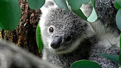 Koalas gelten als gefährdet 